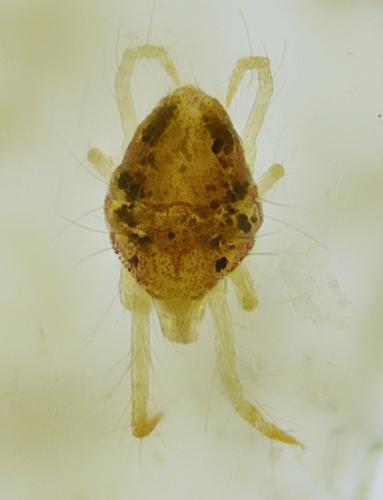 Tetranychus sp.